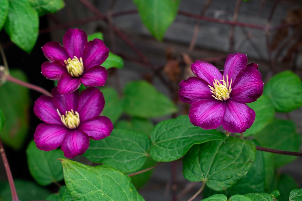 purple flowers on a plant