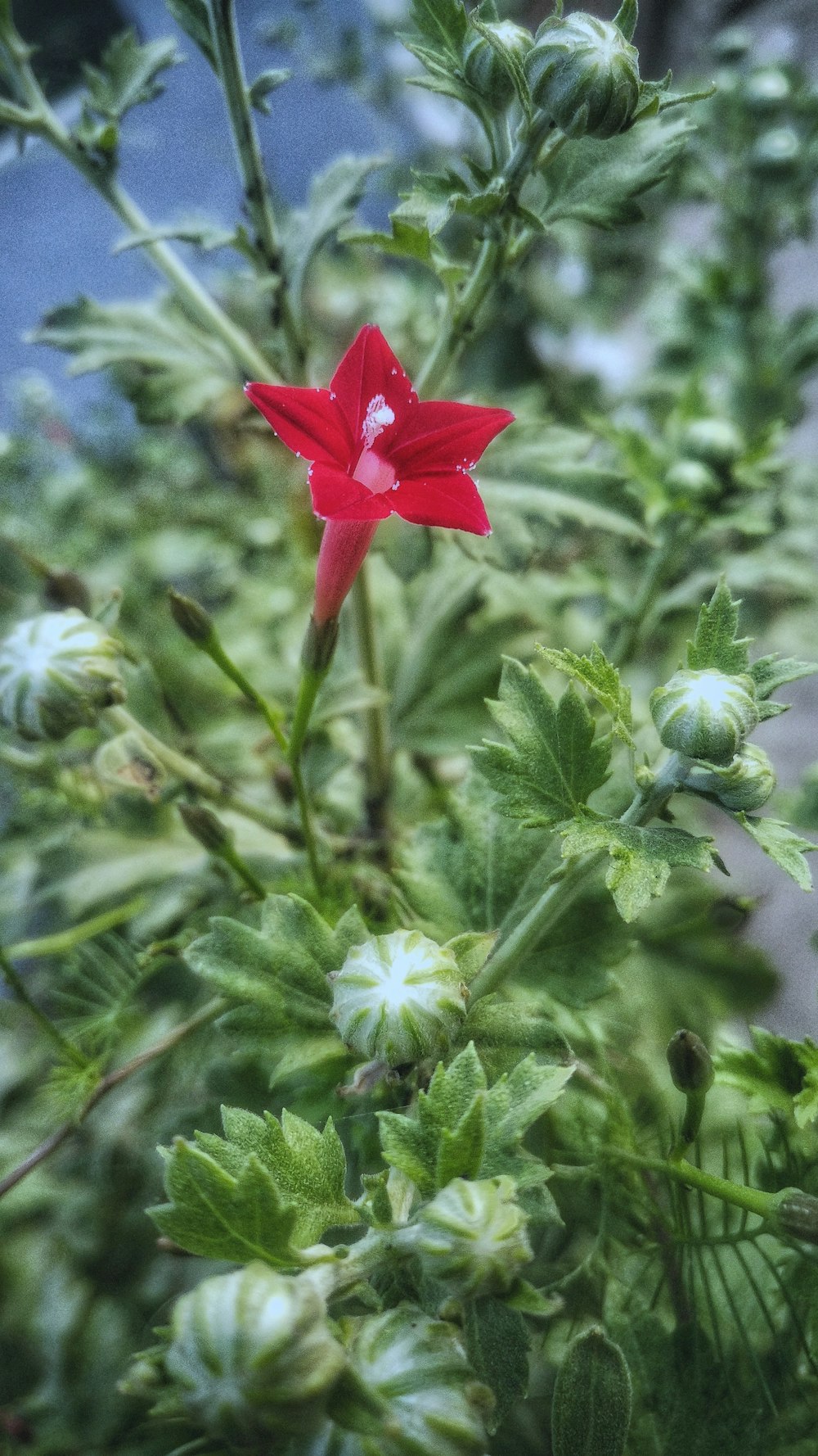 a red flower on a plant