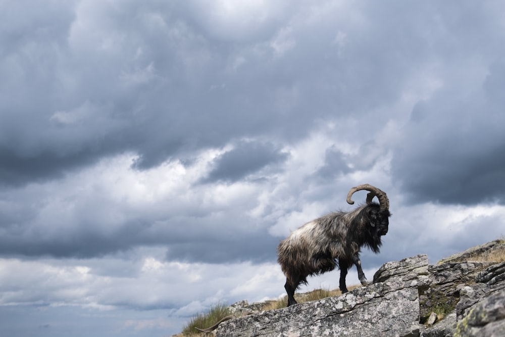 Un grupo de ovejas caminando por un cielo nublado