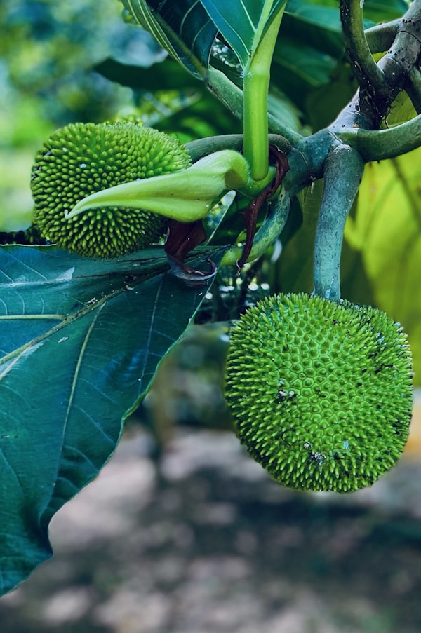 A close-up of a fruit