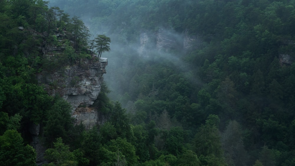 Un tren que viaja a través de un exuberante bosque verde