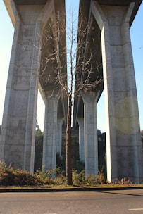 a group of trees next to a building