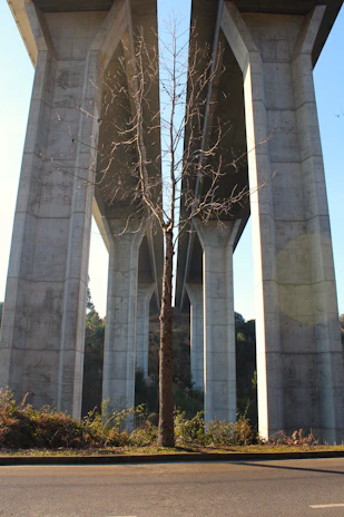 a group of trees next to a building