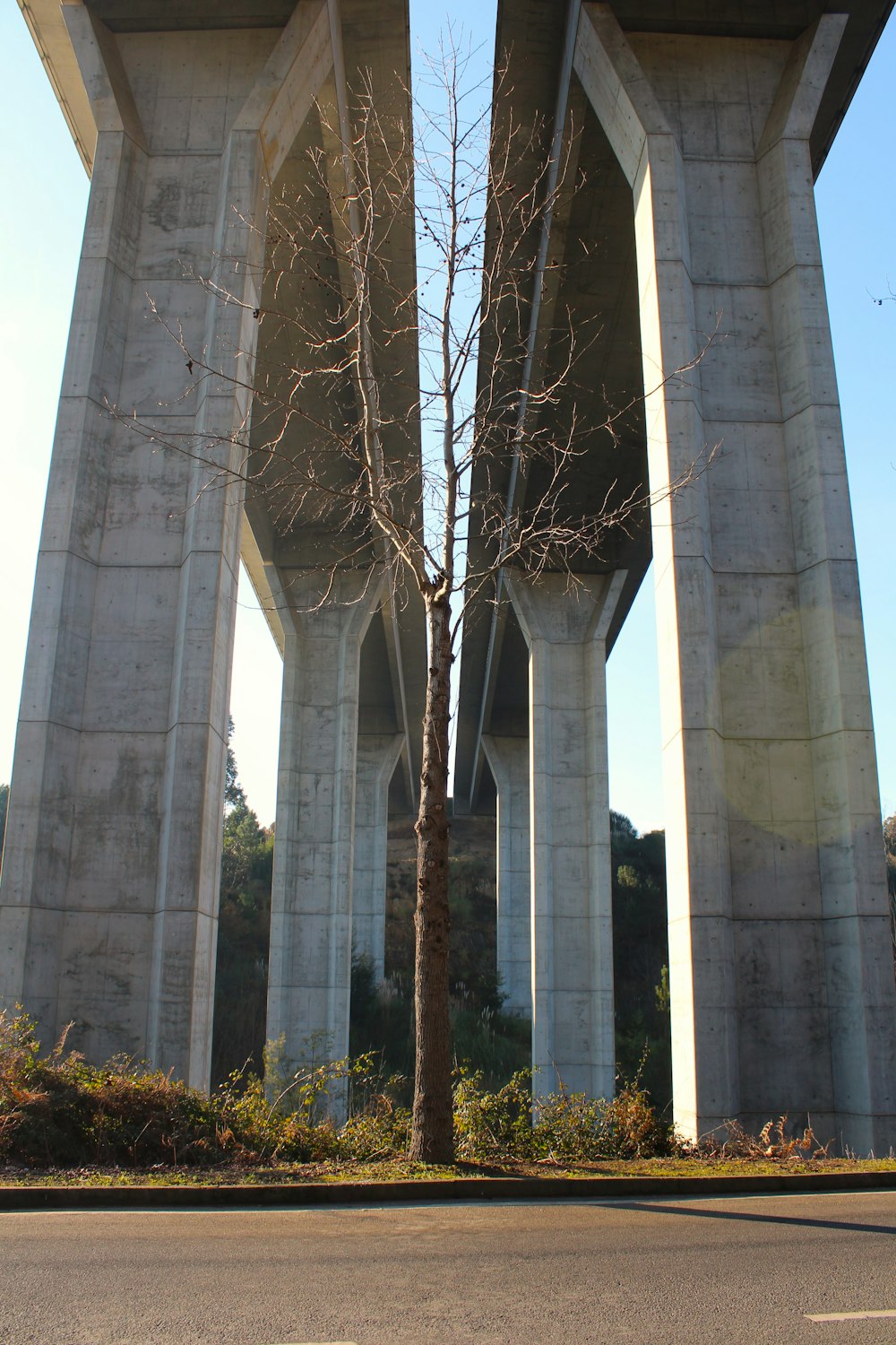 a group of trees next to a building