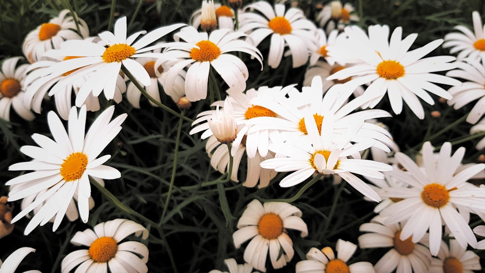 a group of white flowers