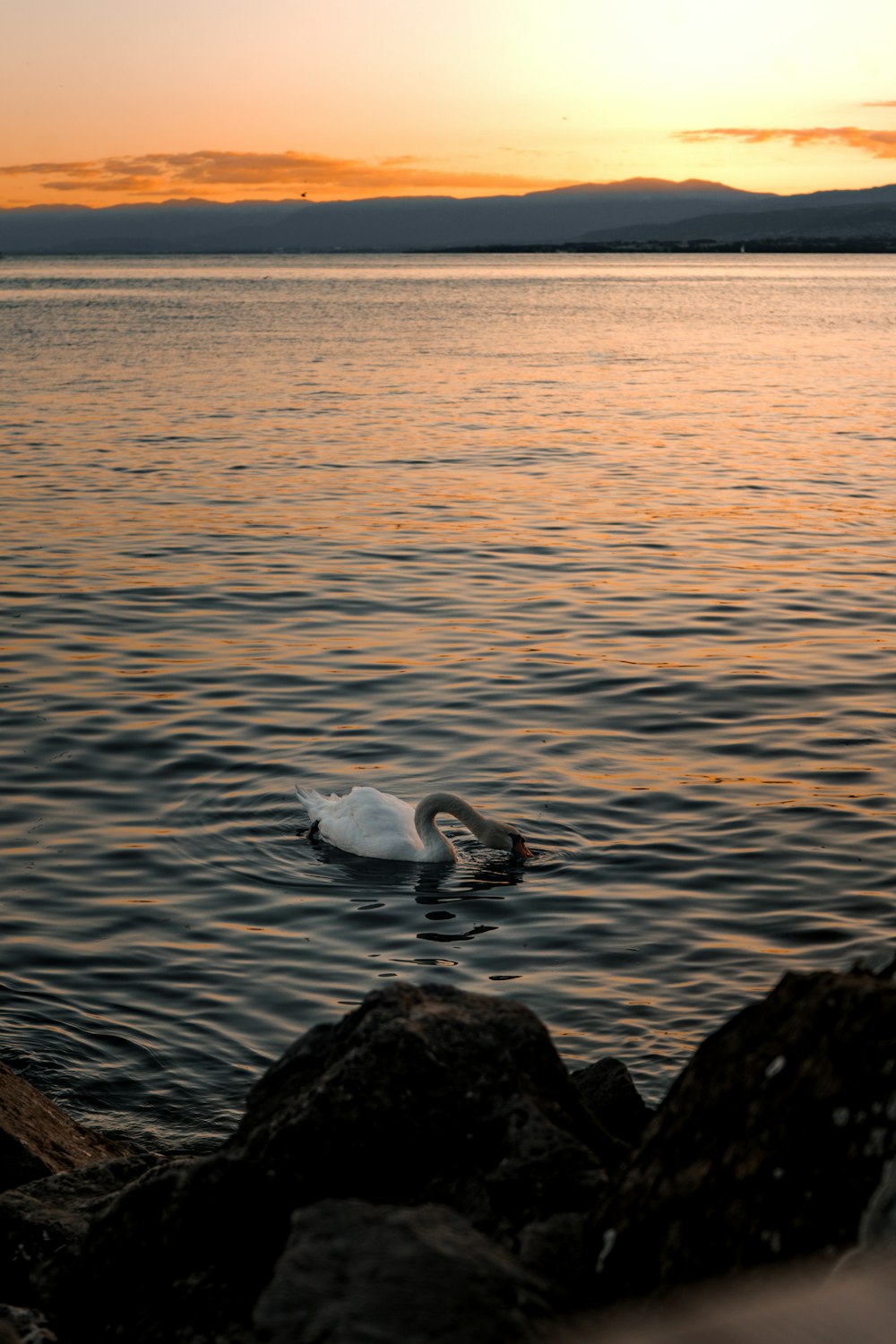 a couple swans in a lake