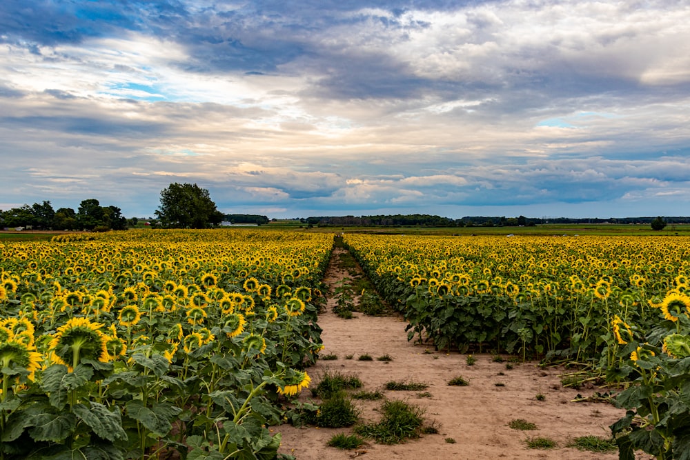 a field of sunflowers