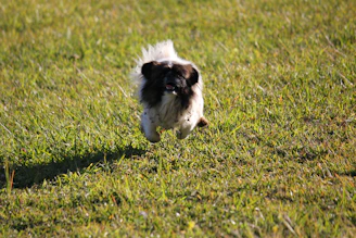 A small dog with a bright, patterned dress happily running on green grass.