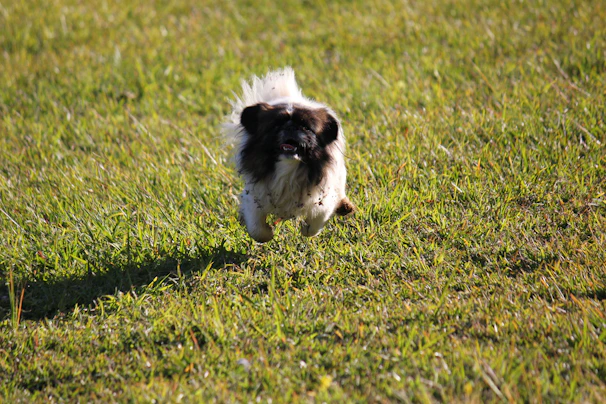 A small dog with a bright, patterned dress happily running on green grass.