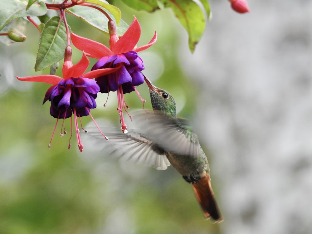 a hummingbird flying to a flower