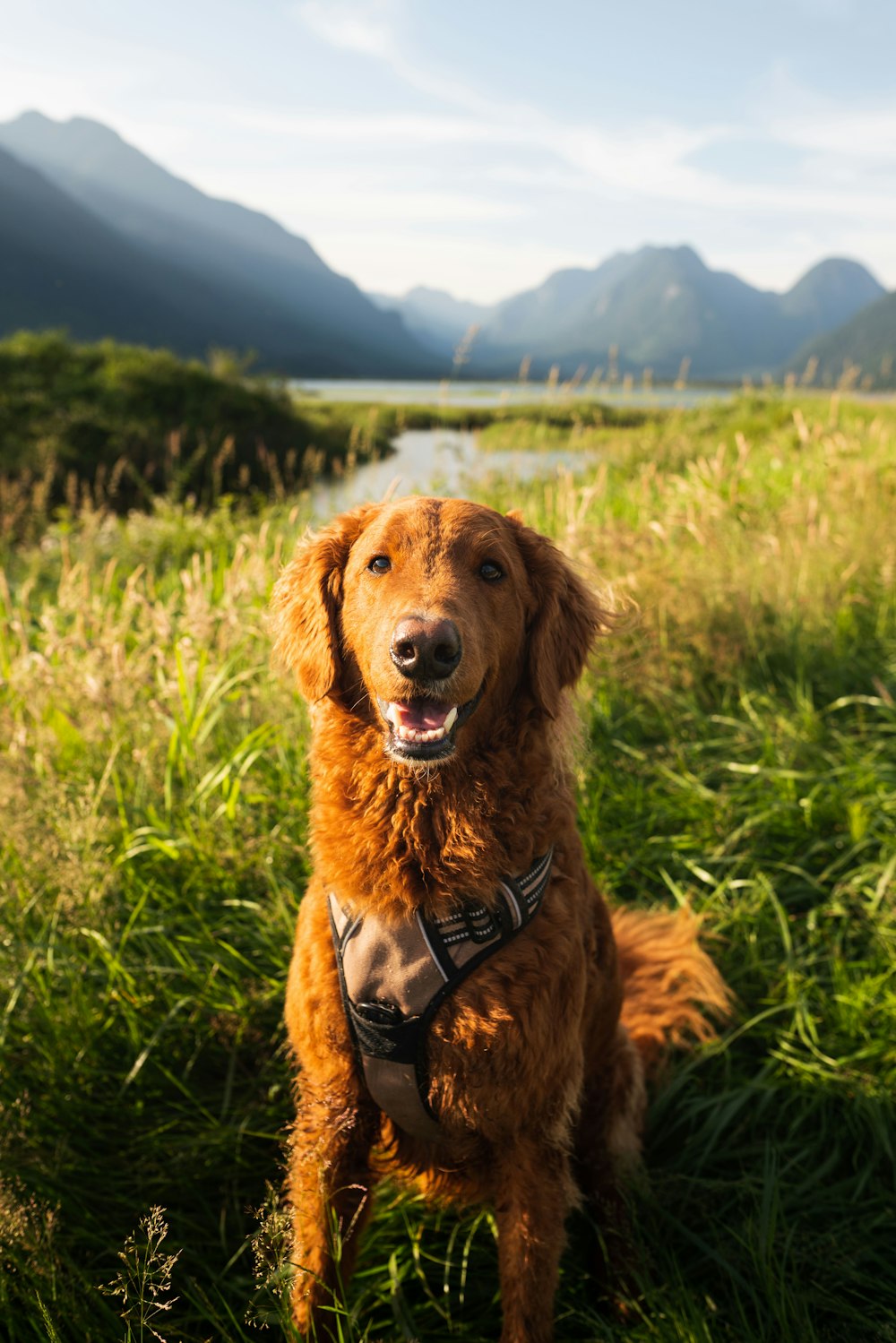 a dog sitting in a grassy field