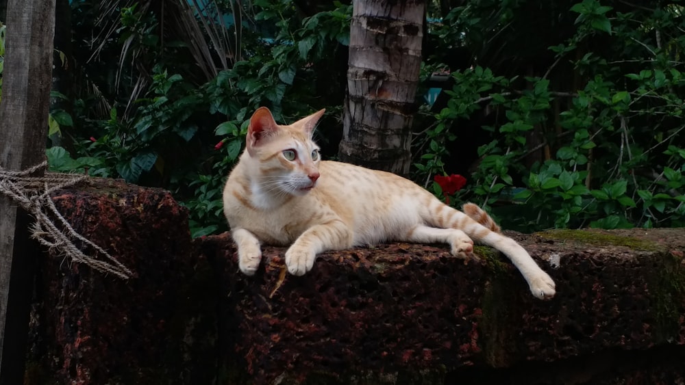 a cat lying on a log