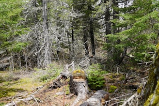 A dense forest scene with numerous tall trees and lush green foliage surrounding a cut tree stump in the foreground. The ground is covered with moss and fallen branches, indicating a rich, natural environment. The image conveys a sense of tranquility and untouched wilderness.