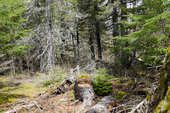 A dense forest scene with numerous tall trees and lush green foliage surrounding a cut tree stump in the foreground. The ground is covered with moss and fallen branches, indicating a rich, natural environment. The image conveys a sense of tranquility and untouched wilderness.