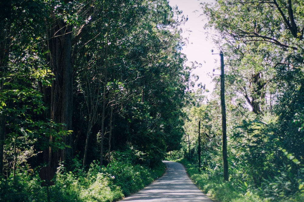 um caminho através de uma floresta