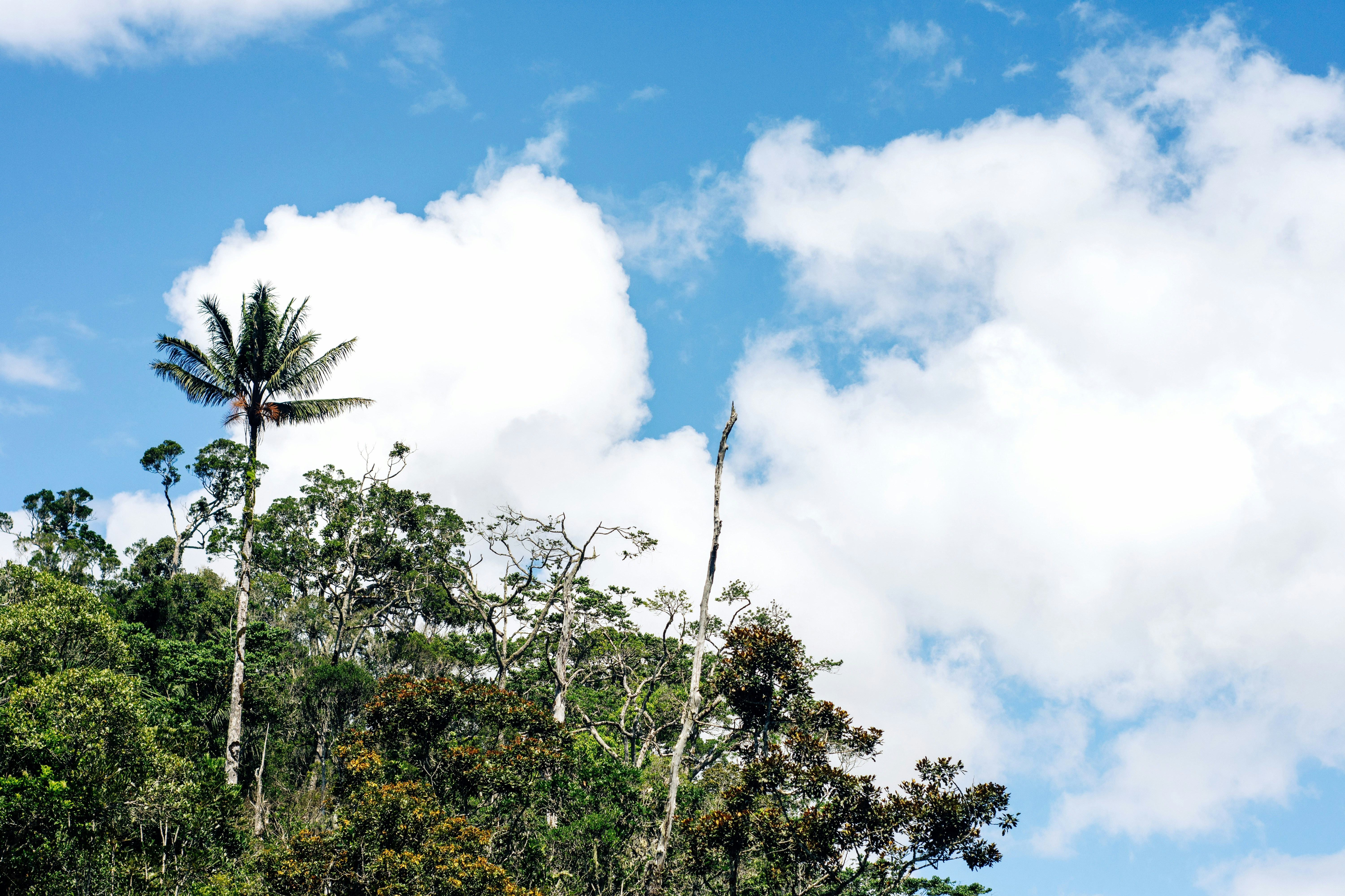 Eine Gruppe von Bäumen und blauer Himmel