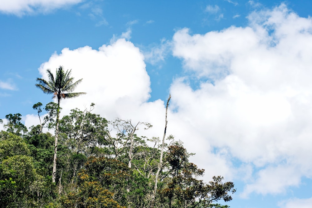 a group of trees and blue sky