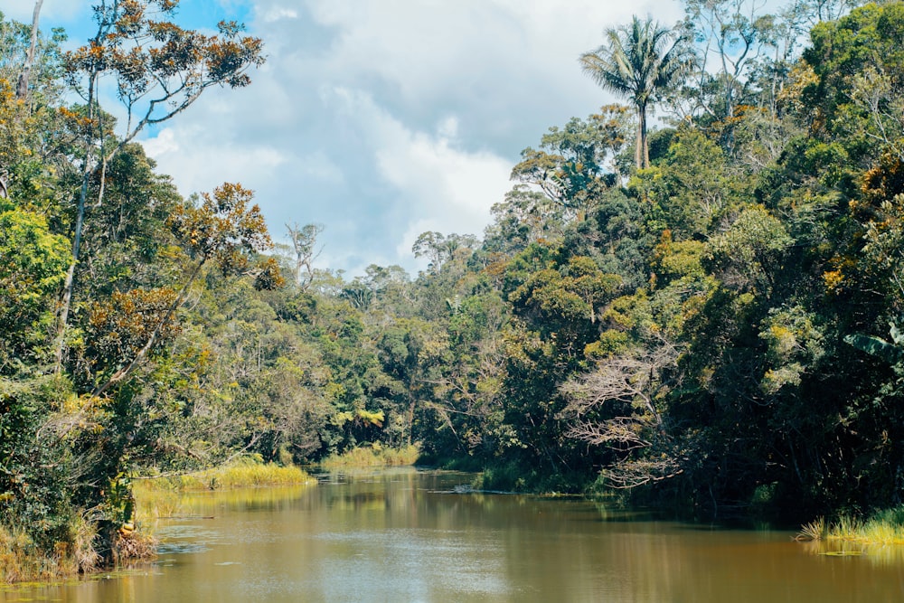 un fiume con alberi intorno