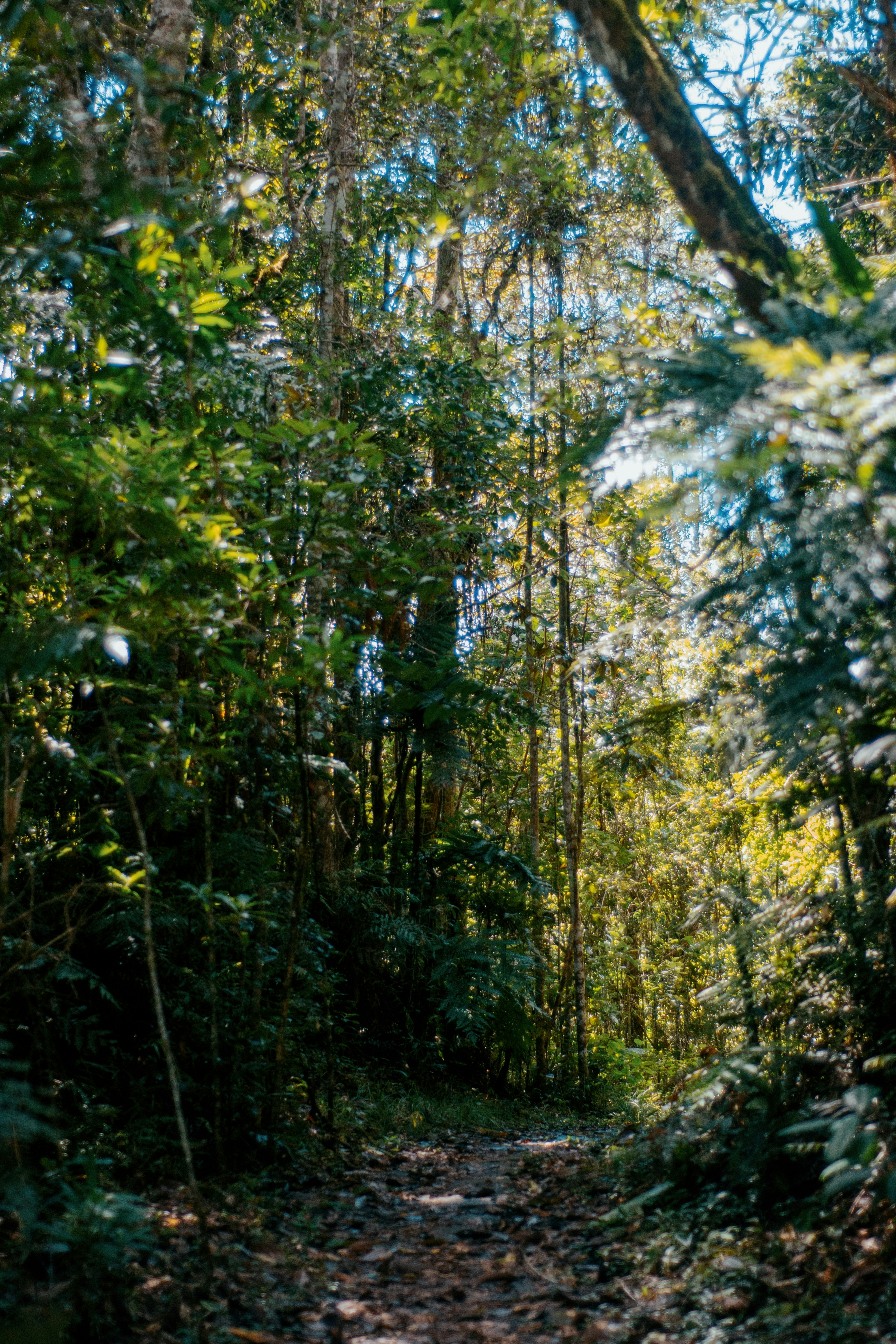 Ein Weg durch einen Wald