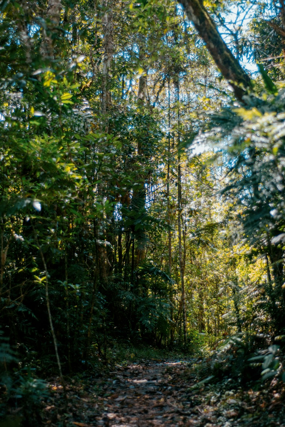 a path through a forest