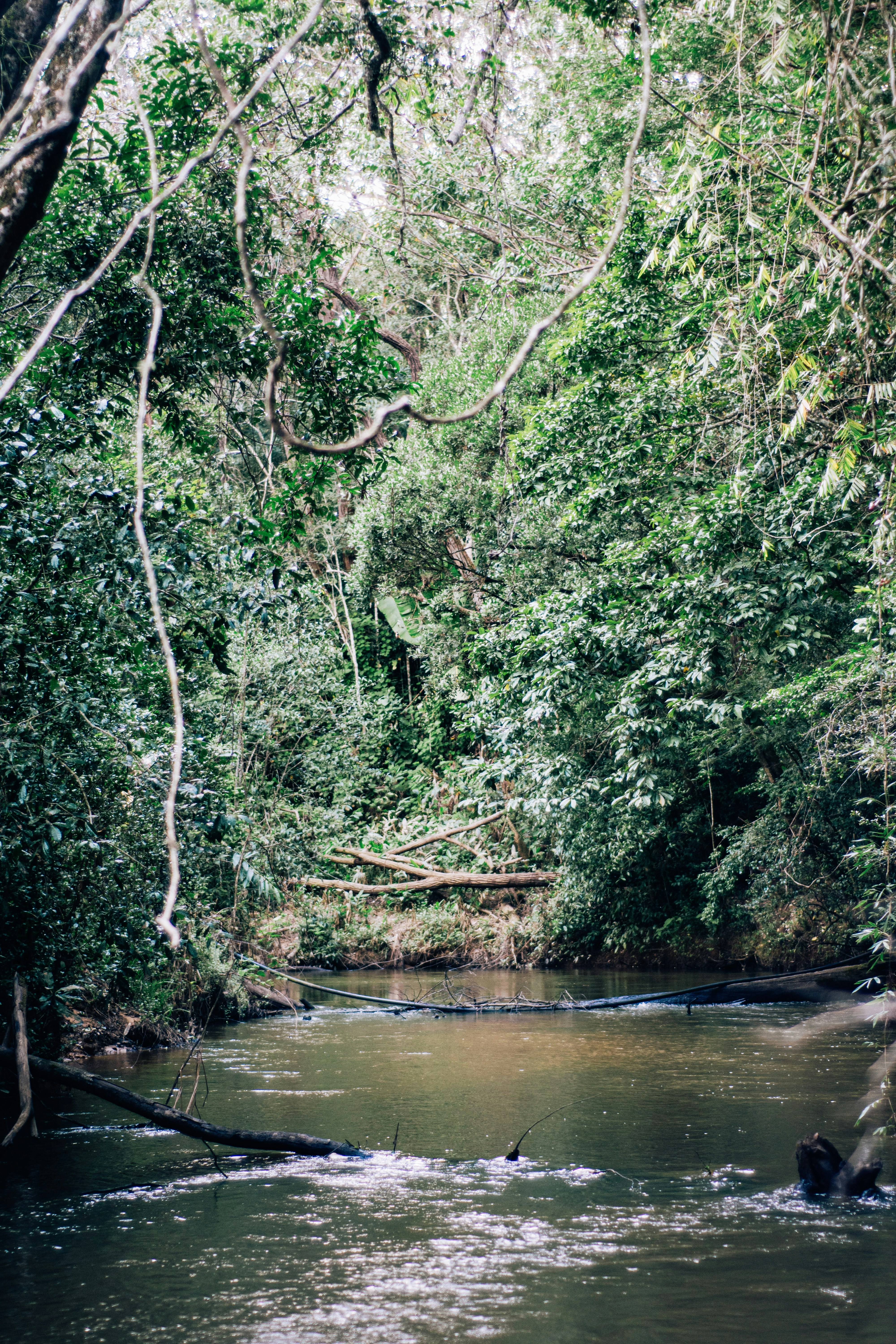 Ein Fluss mit Bäumen an der Seite