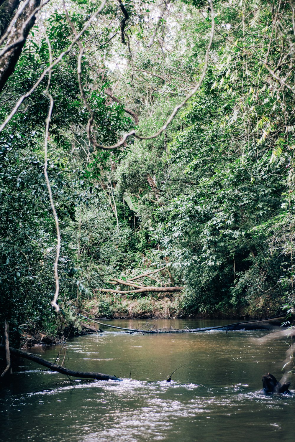 a river with trees on the side