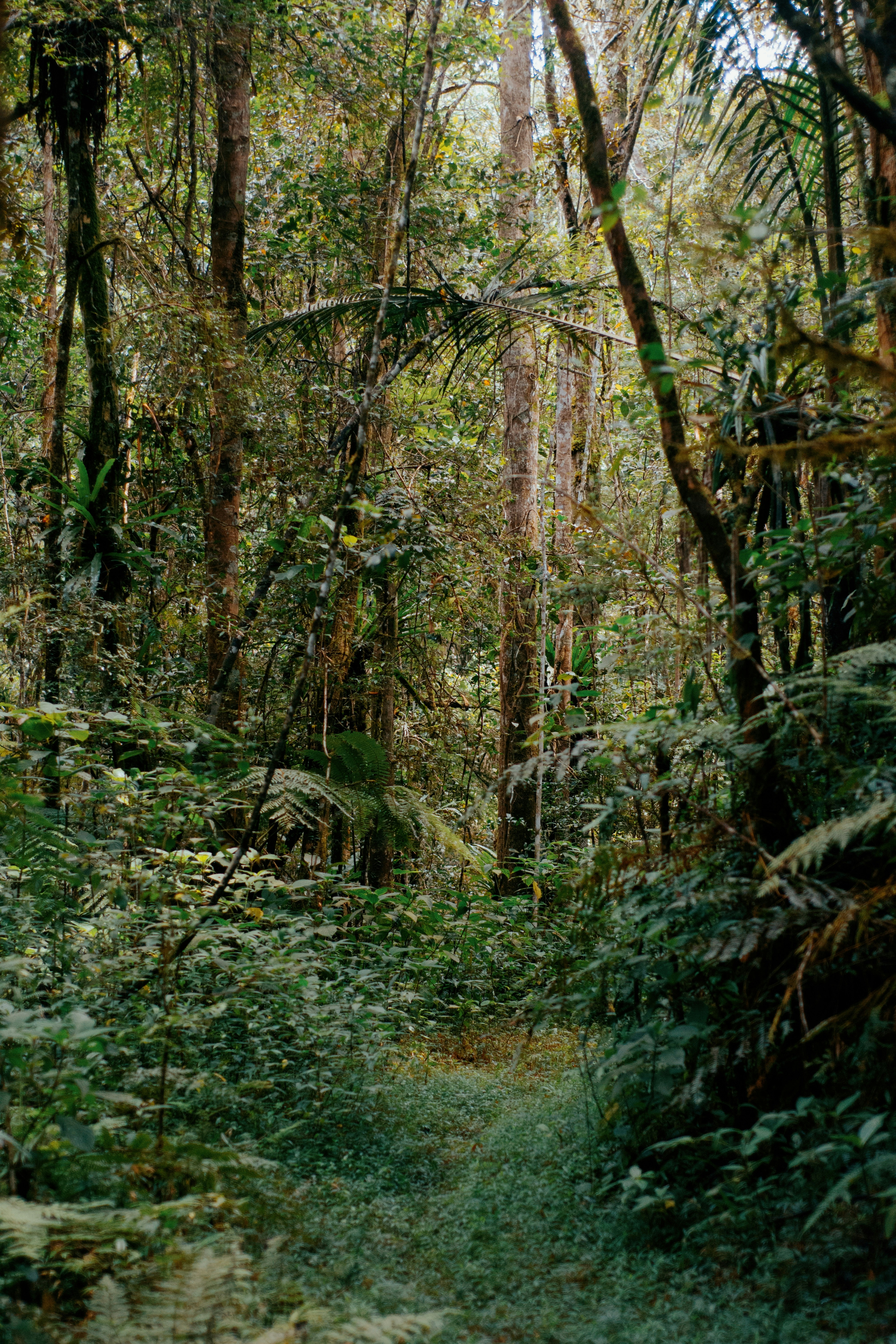 Ein Wald mit Bäumen