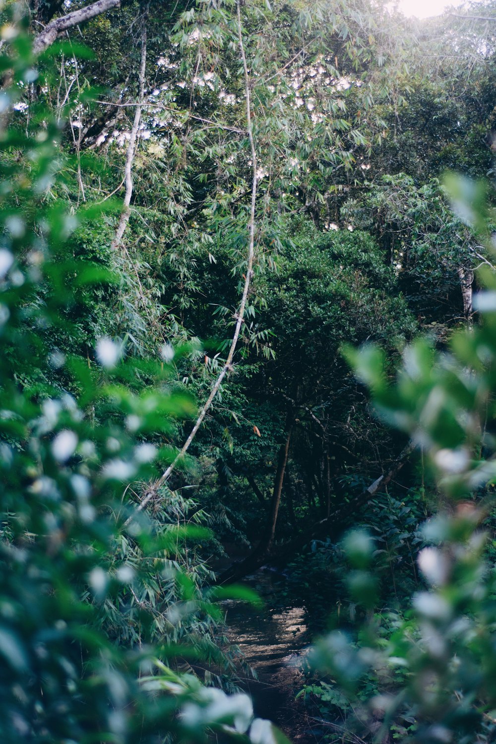 a close-up of some trees