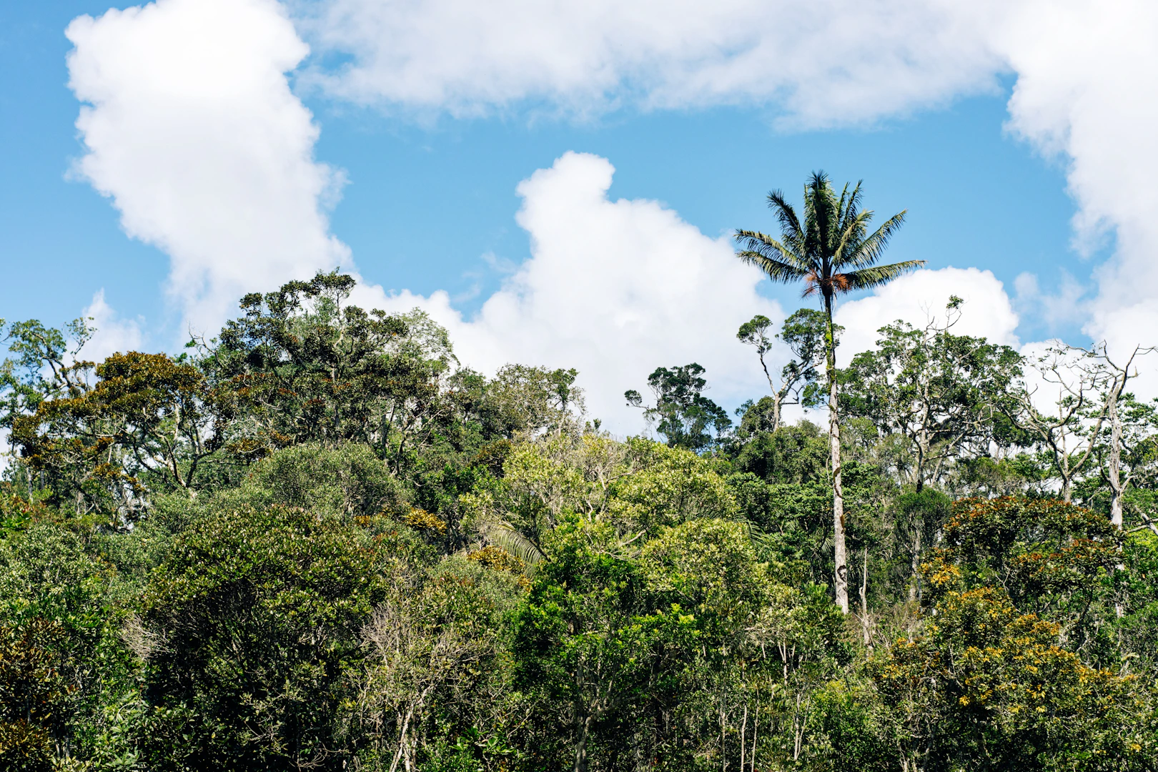 Plantation tropicale à Madagascar