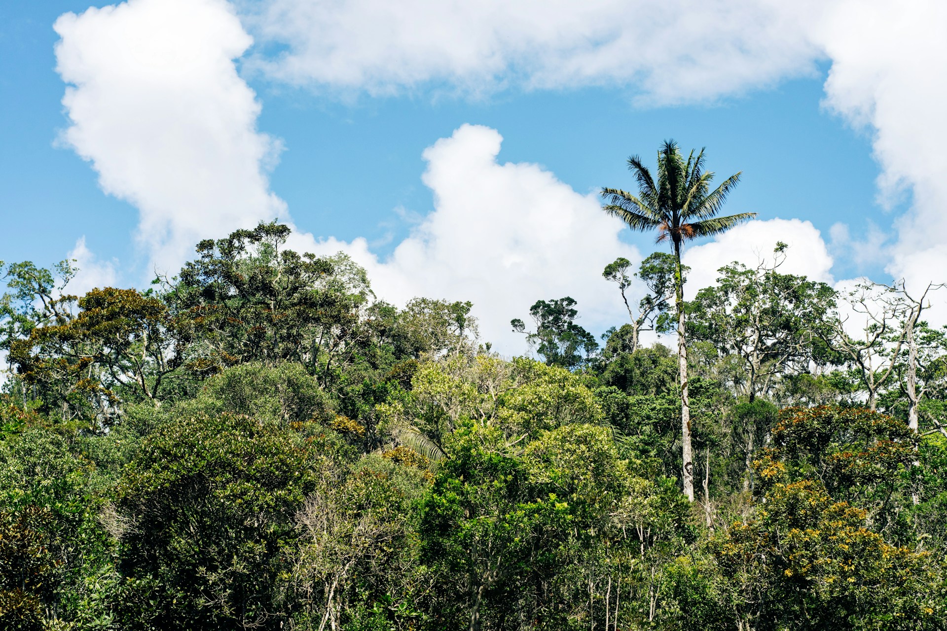a group of trees with blue sky and clouds