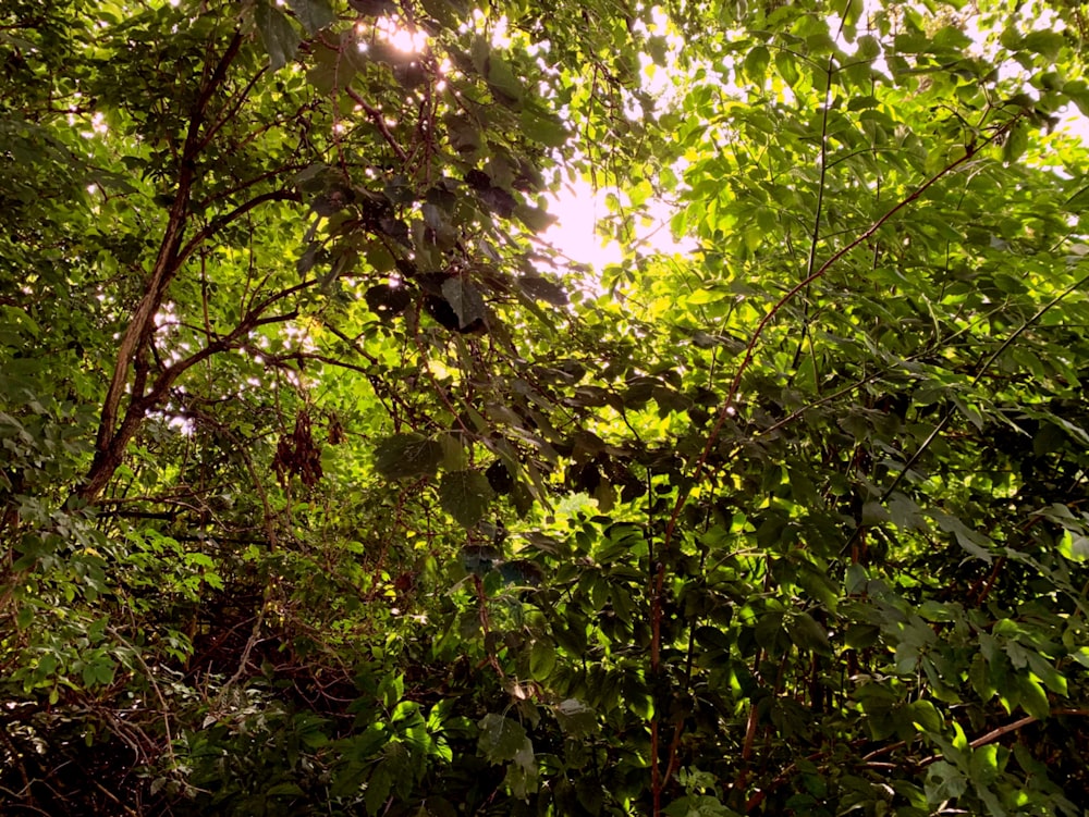 a group of trees with green leaves