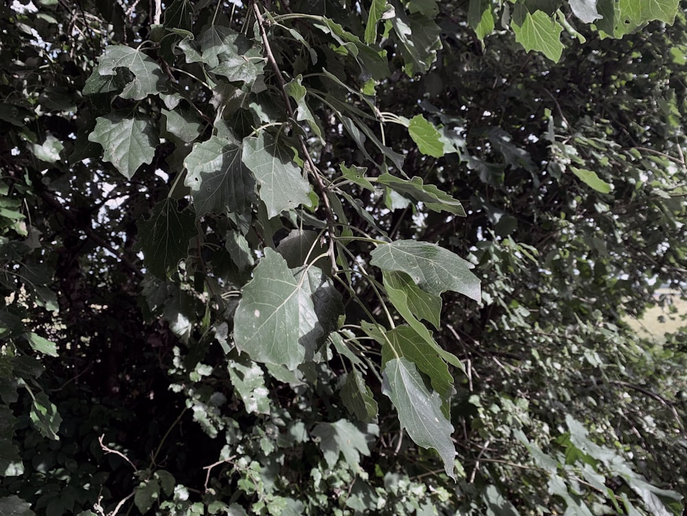 a close up of some leaves