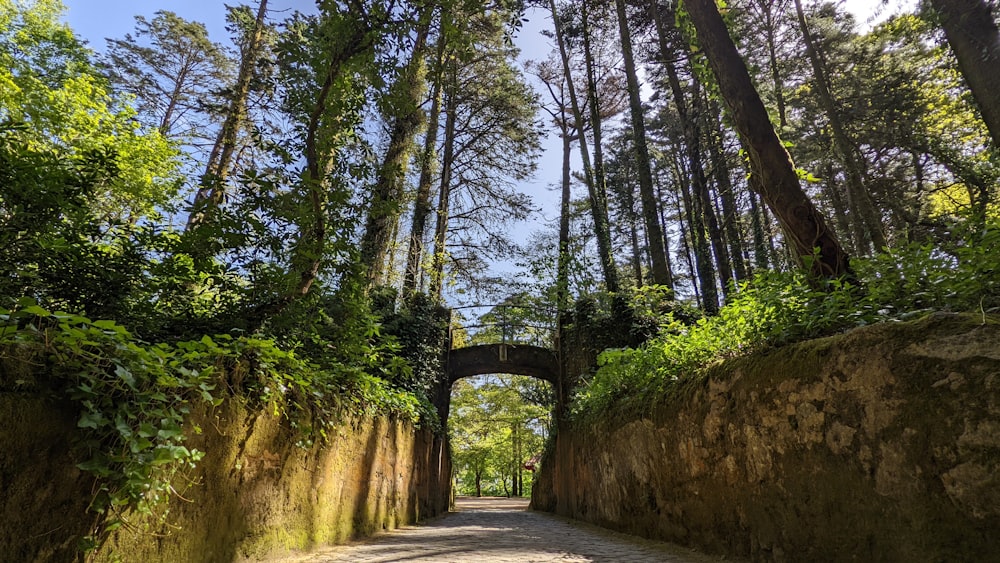 a path through a forest