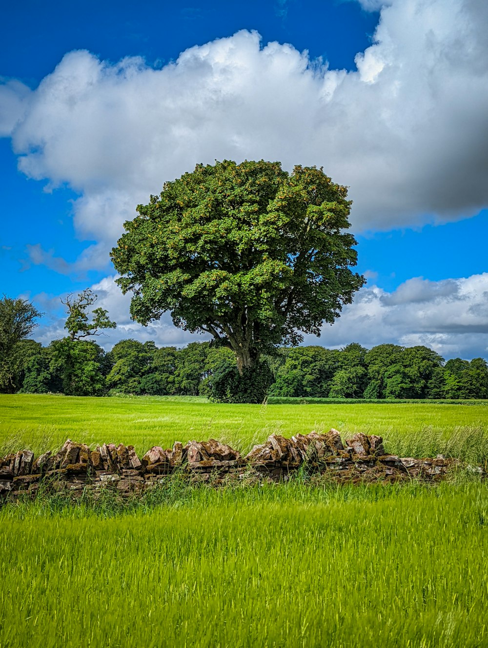 a tree in a field