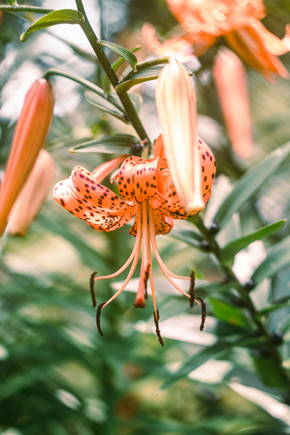 a butterfly on a flower