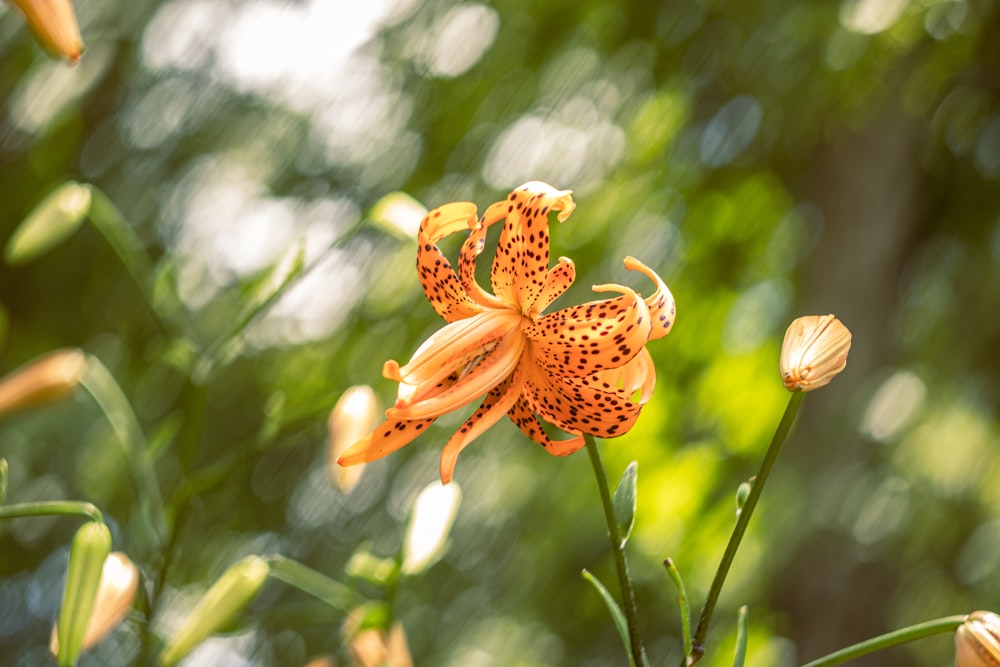 a close up of a flower