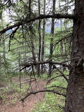 Forest area with tall trees and natural trails.