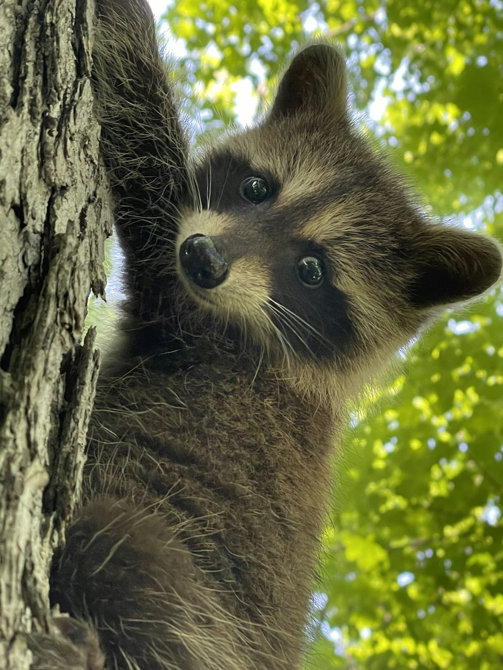 a raccoon looking up