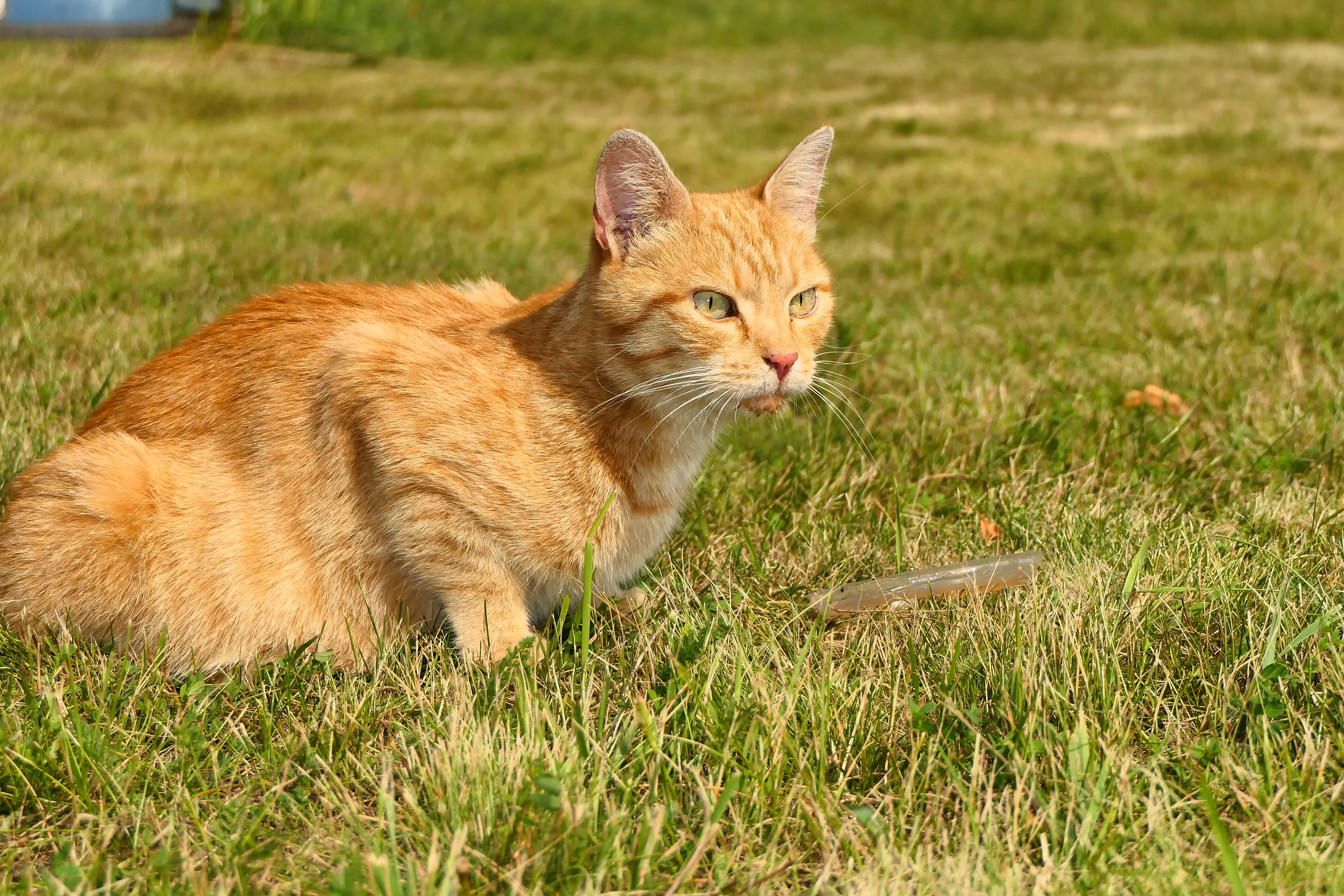 a cat lying in the grass