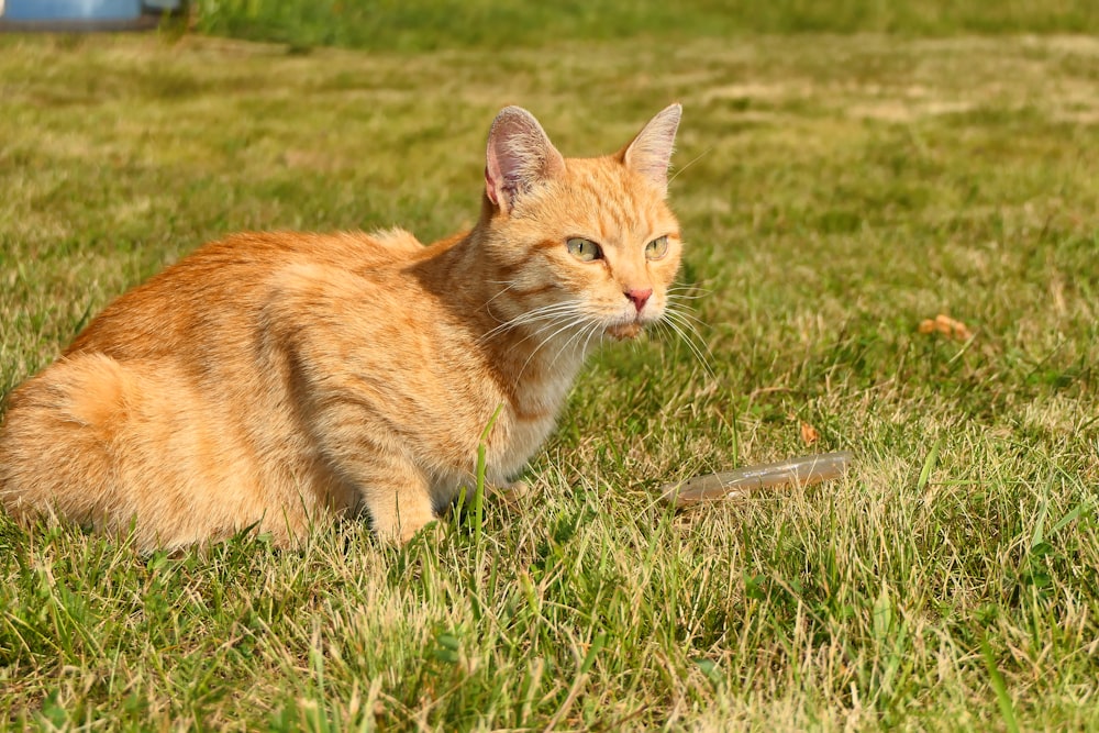 a cat lying in the grass