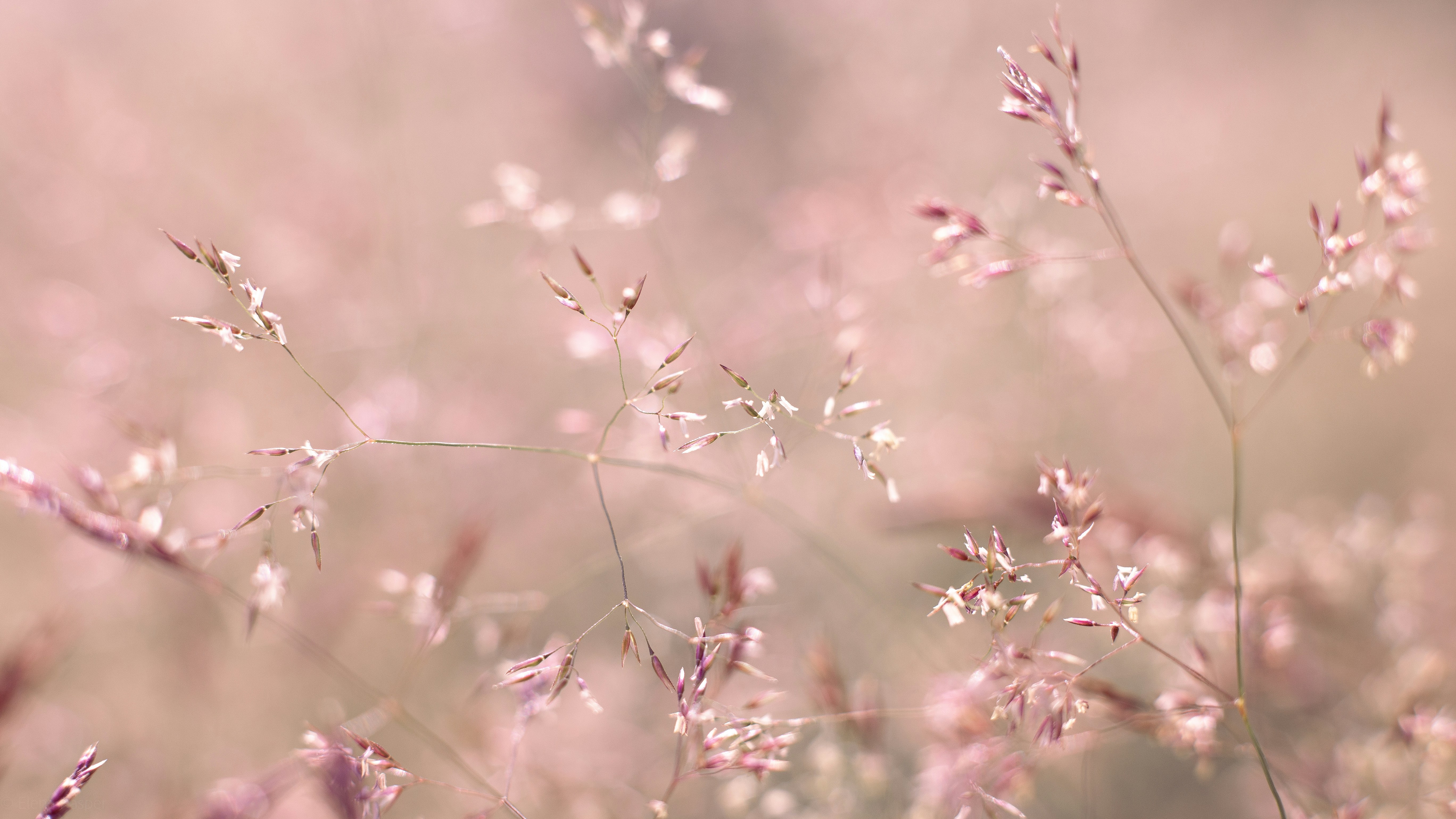 Photo by elenakasper