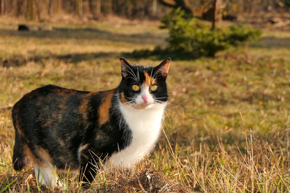 a cat standing in a field