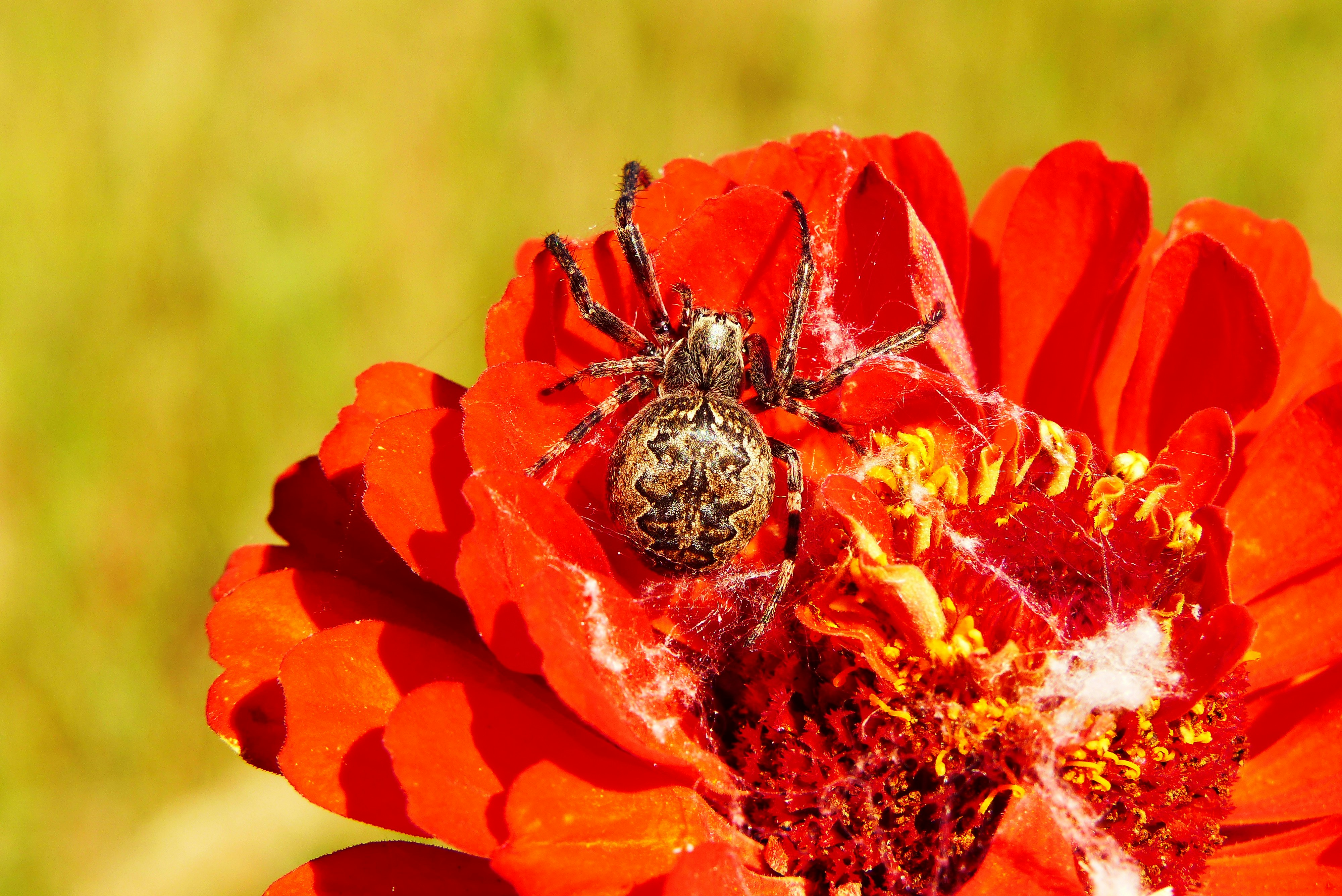 a bee on a flower