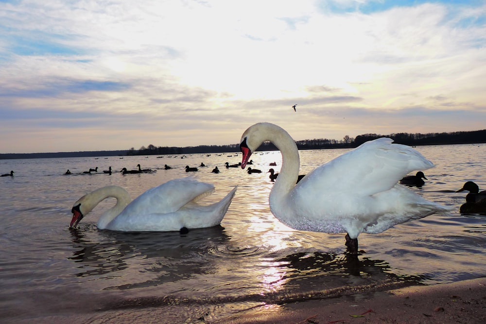 a couple of swans in a lake