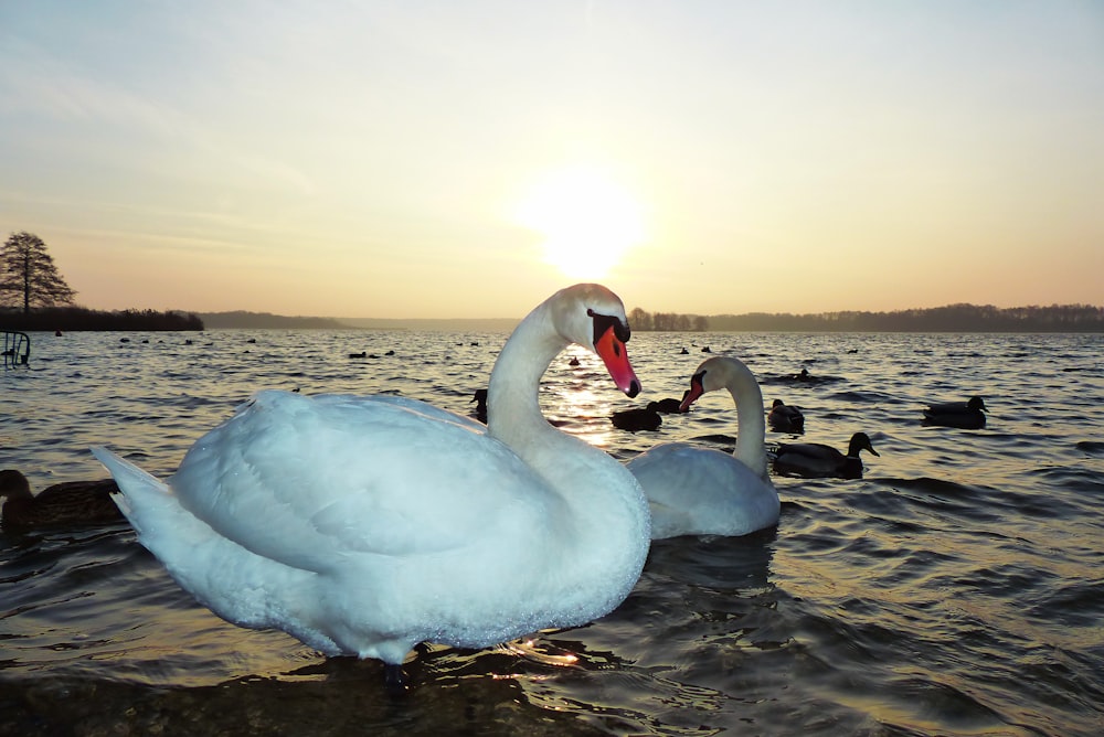 a group of swans in a lake