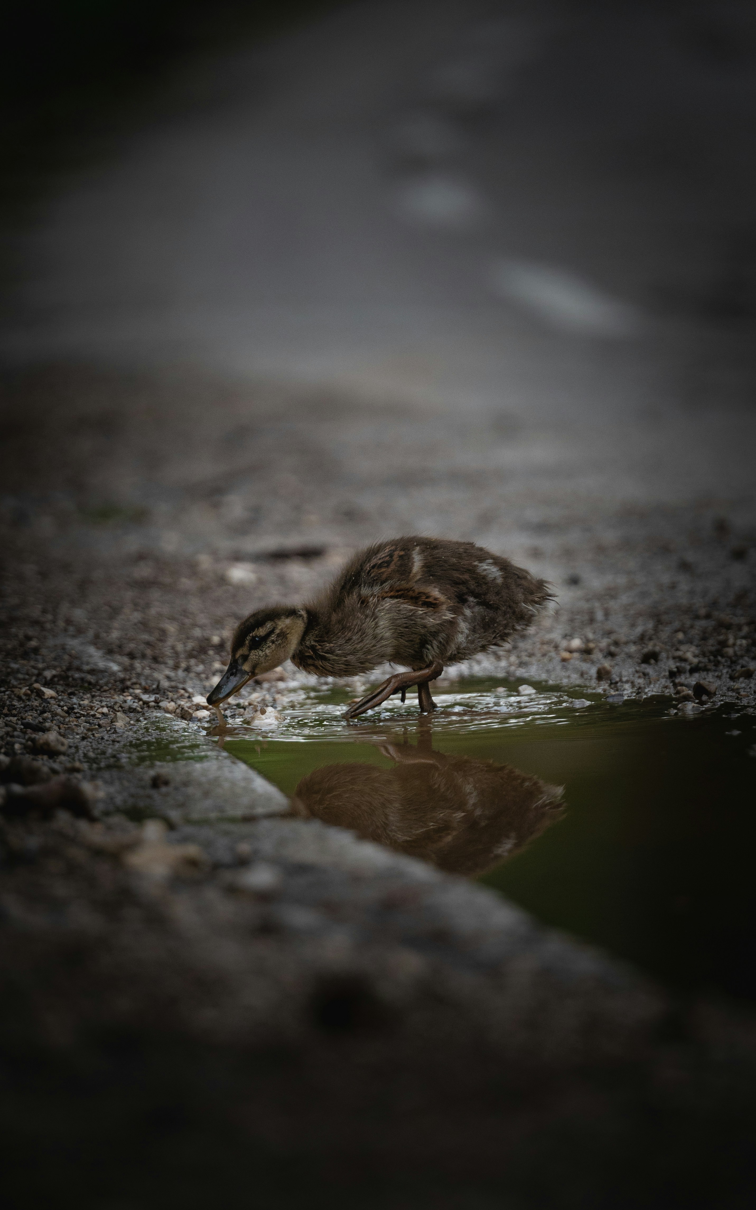 a duck in the water