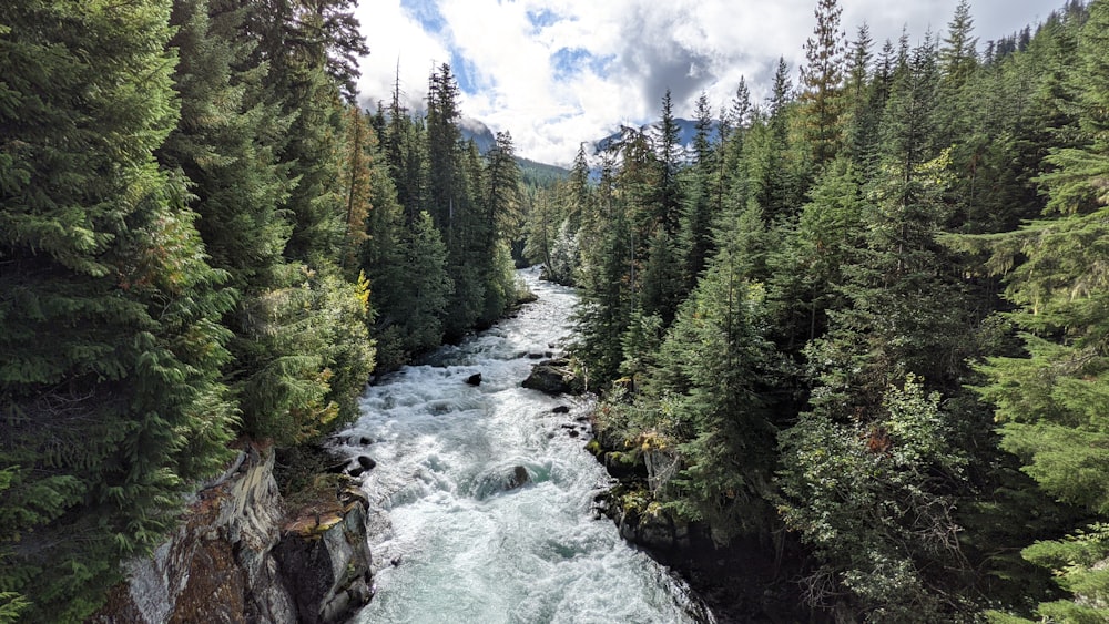 a river running through a forest