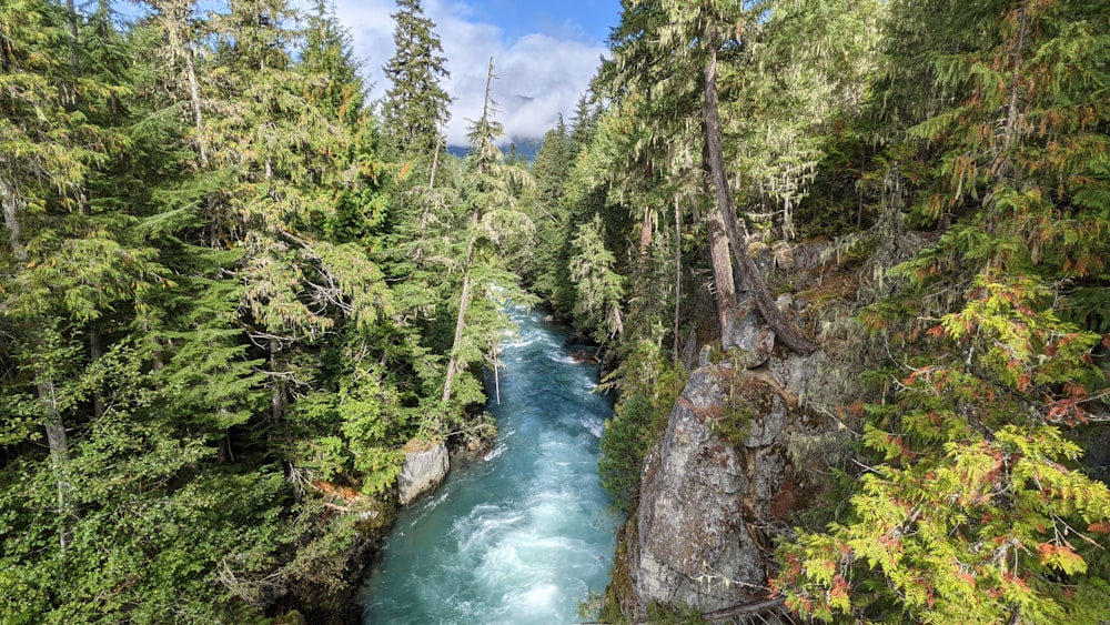 a river running through a forest