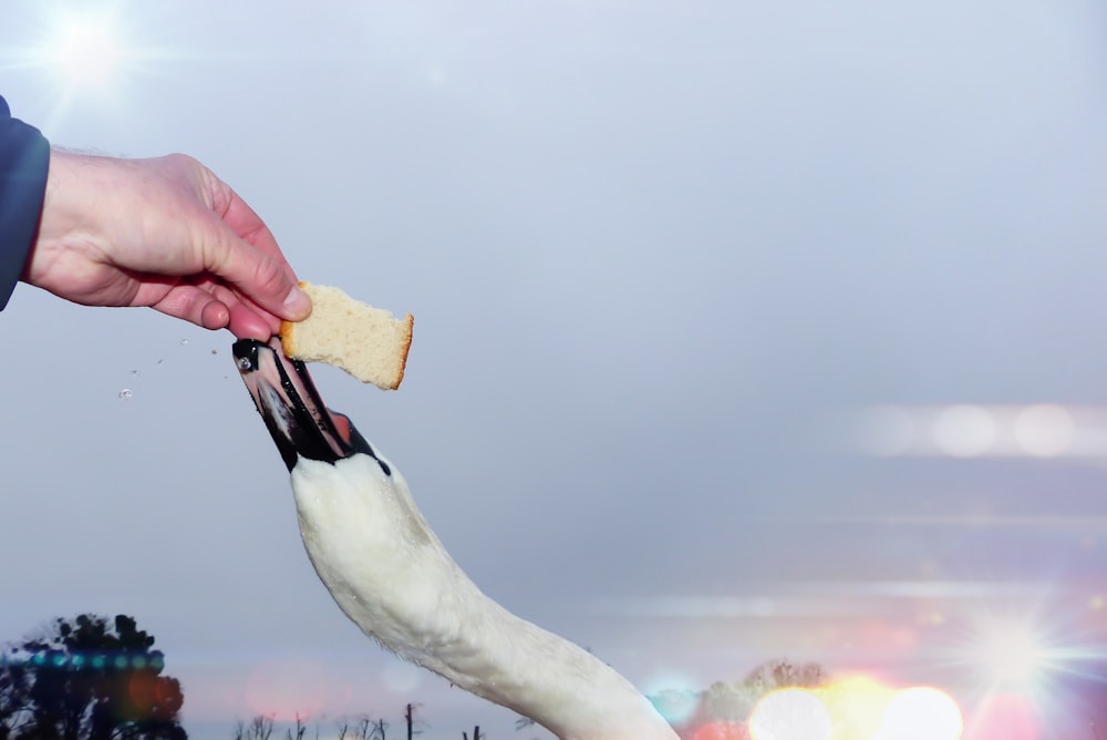 a person holding a banana