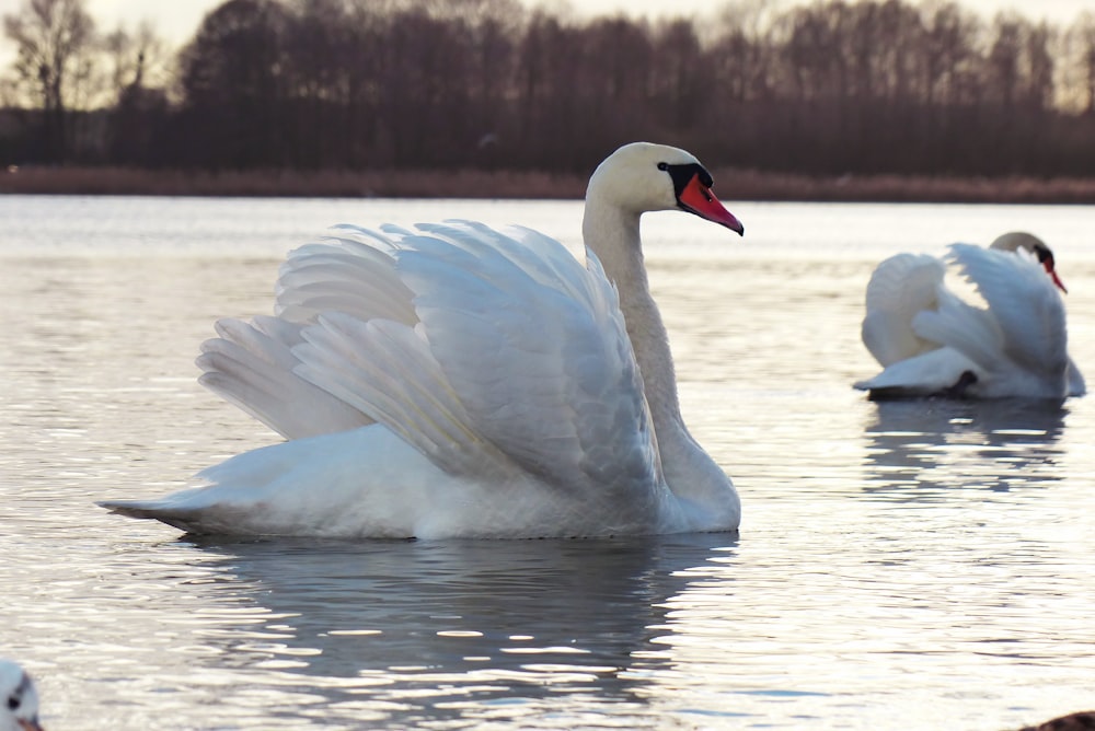 a group of white birds in water